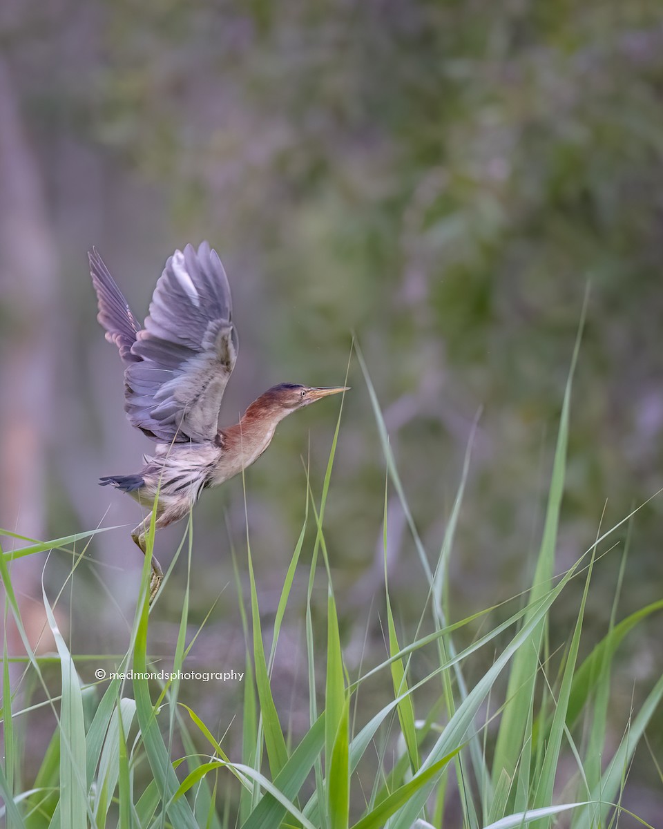 Black-backed Bittern - ML614317999