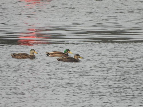 Mallard x American Black Duck (hybrid) - ML614318002