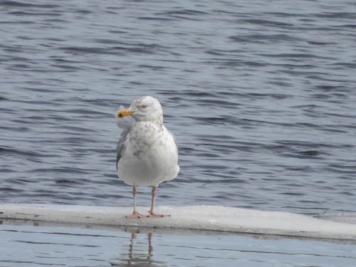 Herring Gull - ML614318011