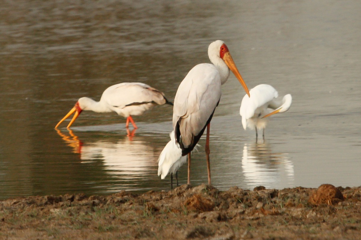 Yellow-billed Stork - ML614318015