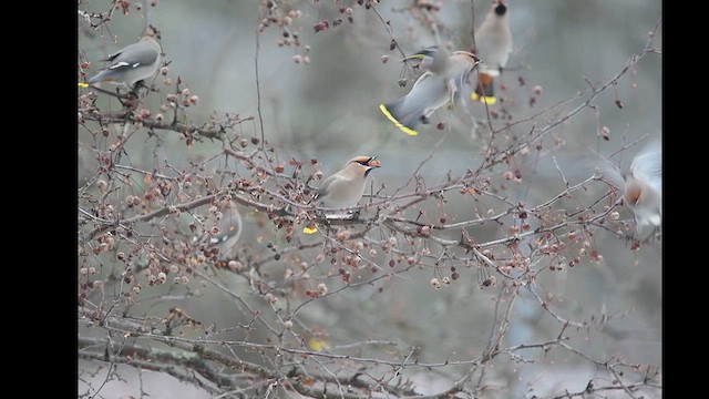 Bohemian Waxwing - ML614318024