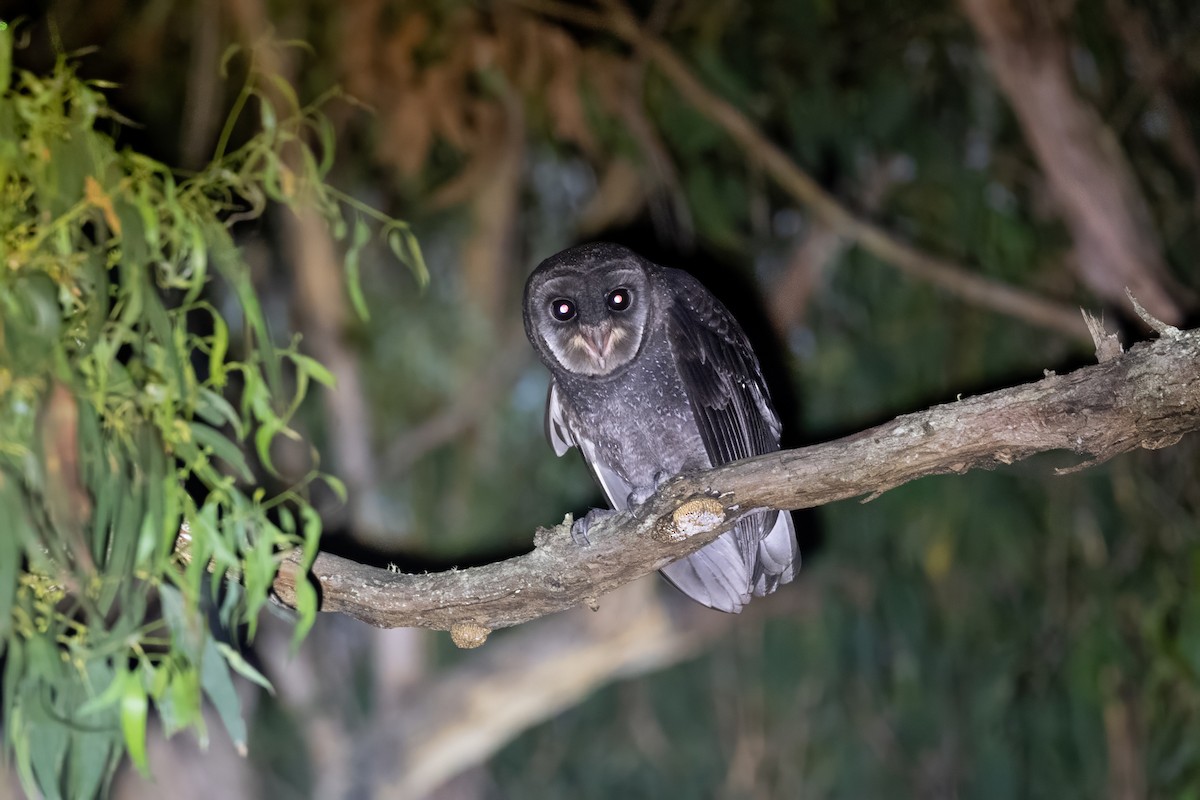 Sooty Owl (Greater) - ML614318038