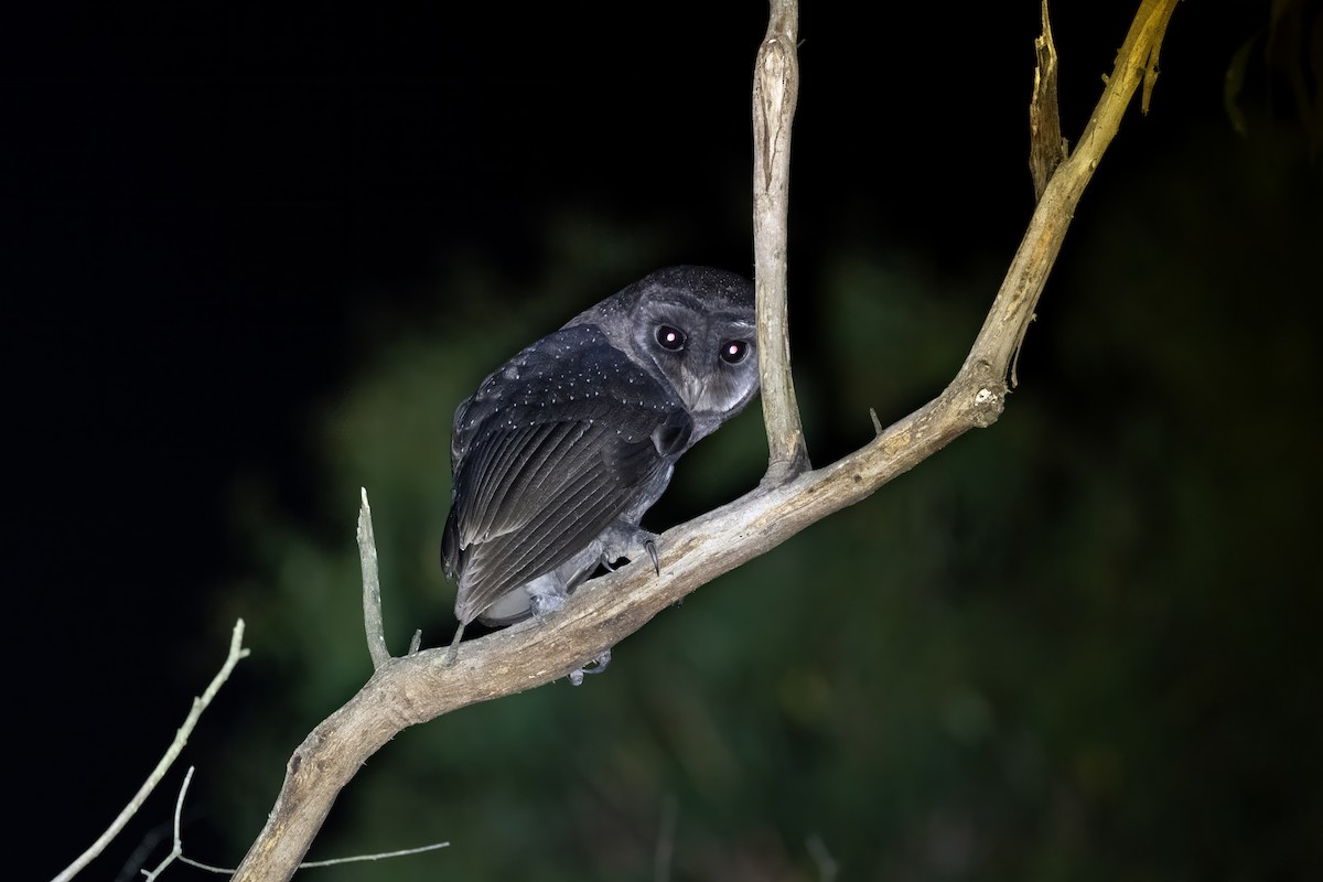 Sooty Owl (Greater) - ML614318039