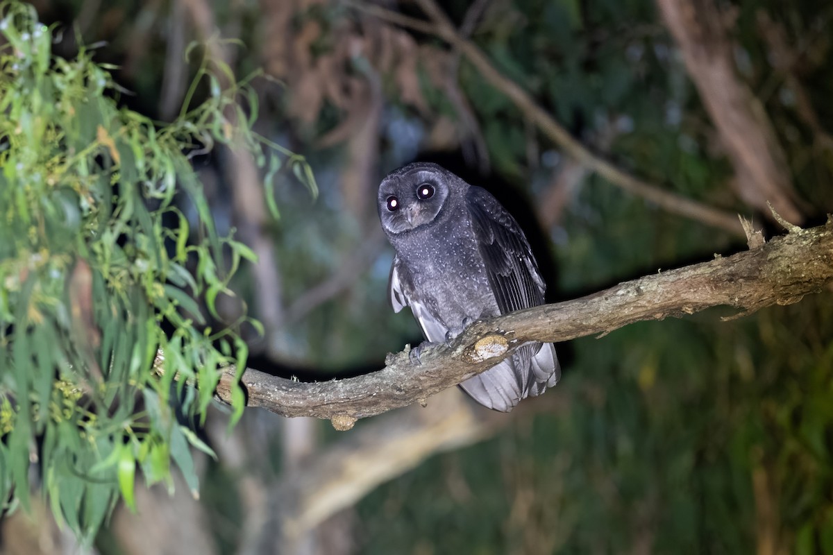 Sooty Owl (Greater) - ML614318040