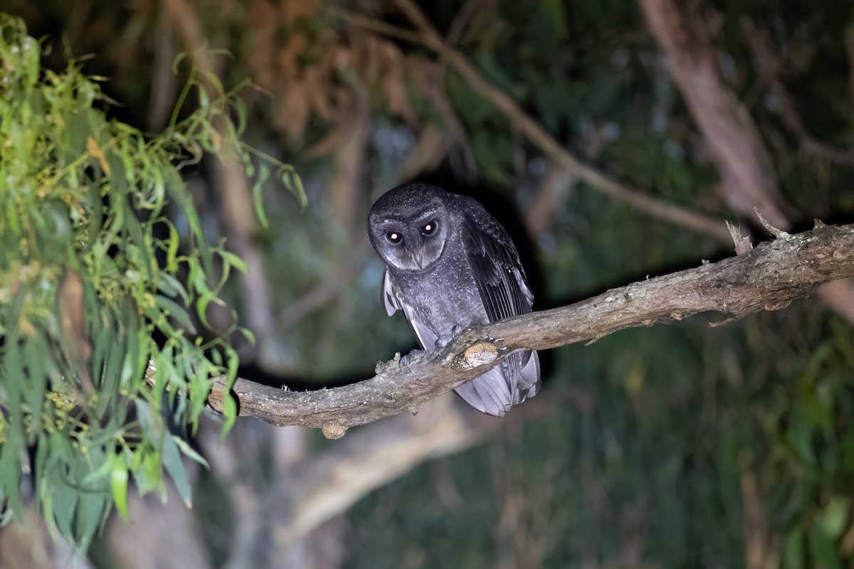 Sooty Owl (Greater) - ML614318041