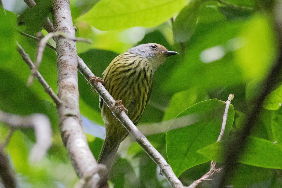 Palawan Striped-Babbler - ML614318067