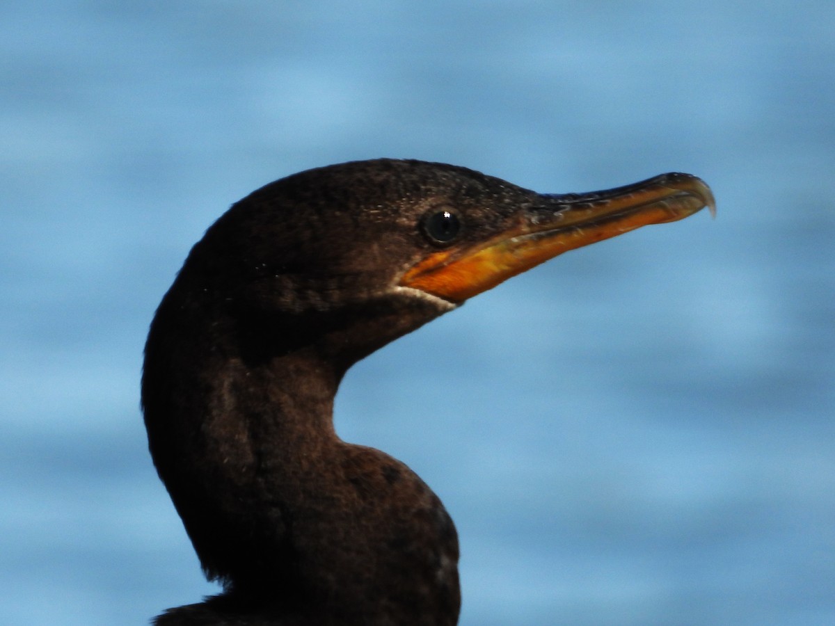 Neotropic Cormorant - ML614318101