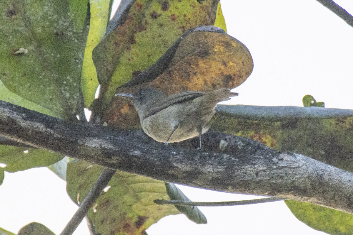 Dusky White-eye - ML614318120