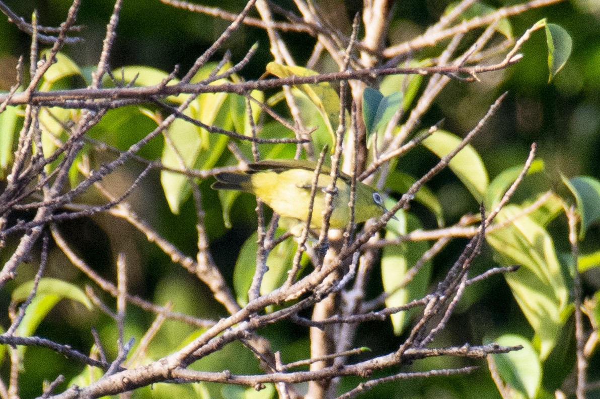 Caroline Islands White-eye - ML614318127