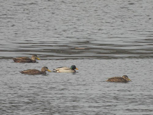 American Black Duck - ML614318131