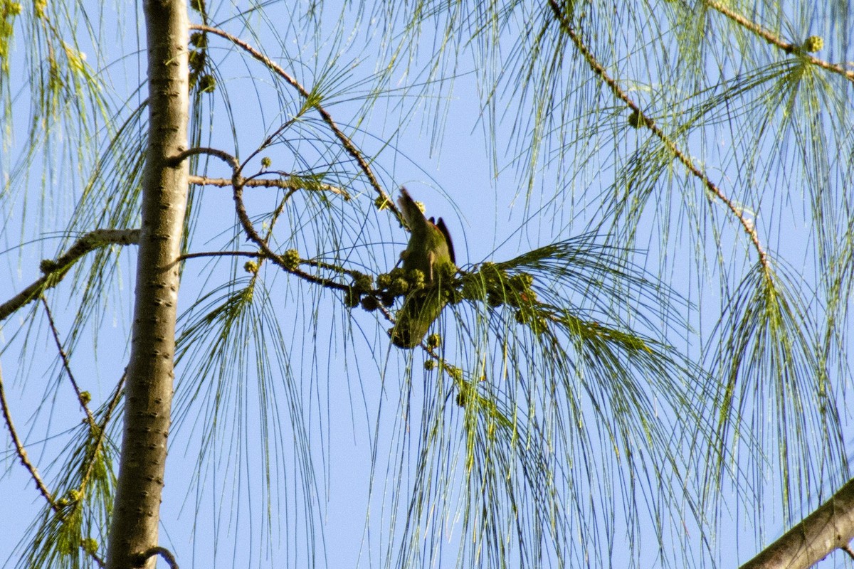 Blue-faced Parrotfinch - ML614318150