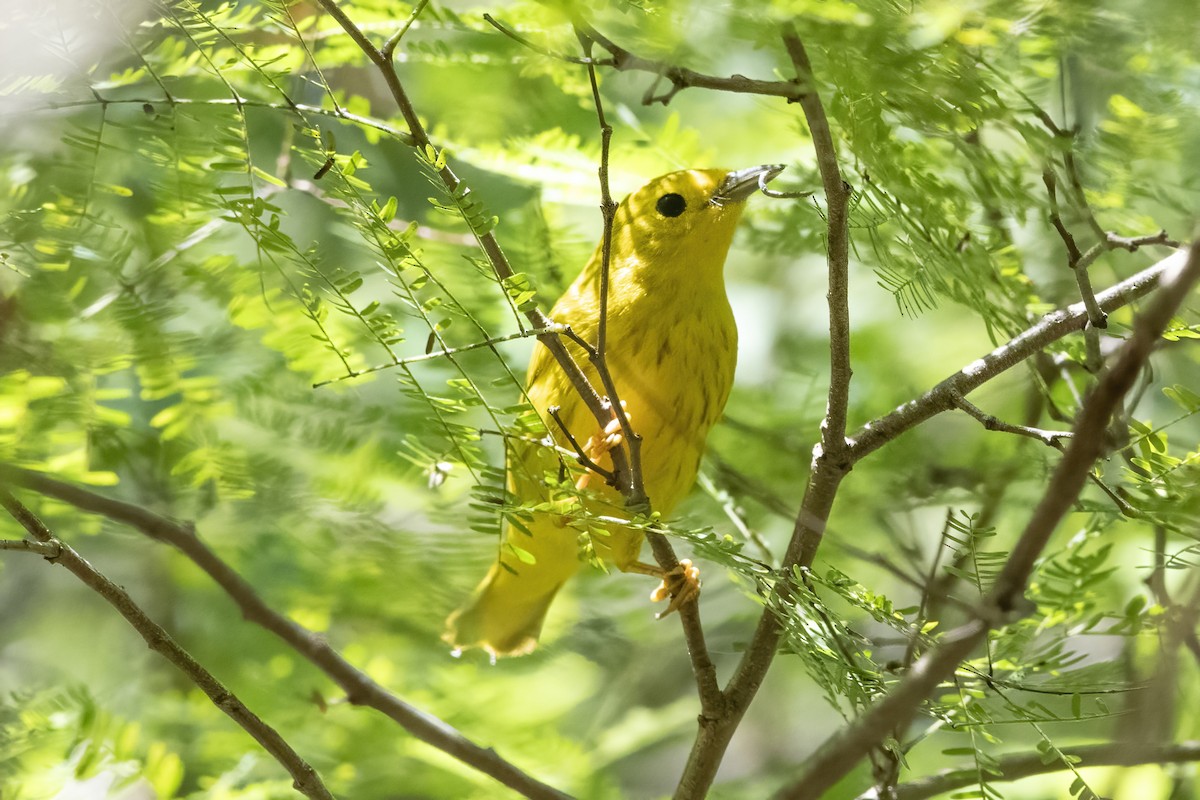 Yellow Warbler - Arthur Quinlan