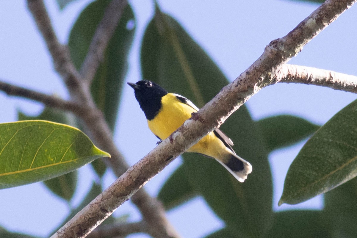 Palawan Tit - ML614318241