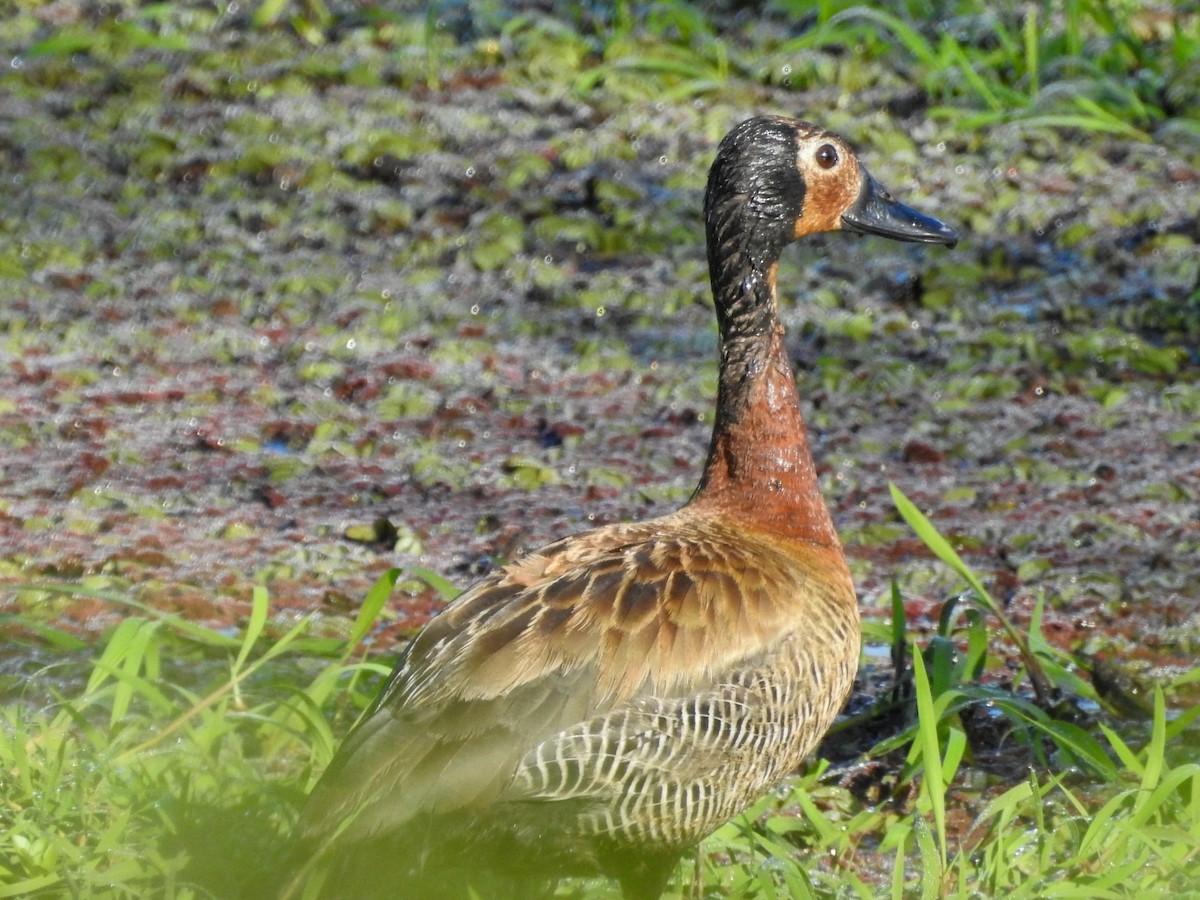 White-faced Whistling-Duck - ML614318274