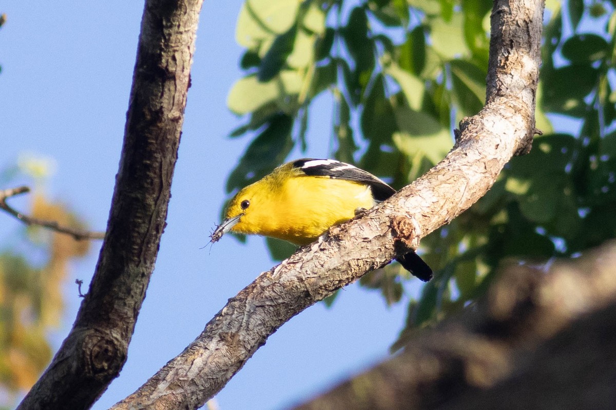 Common Iora - ML614318280