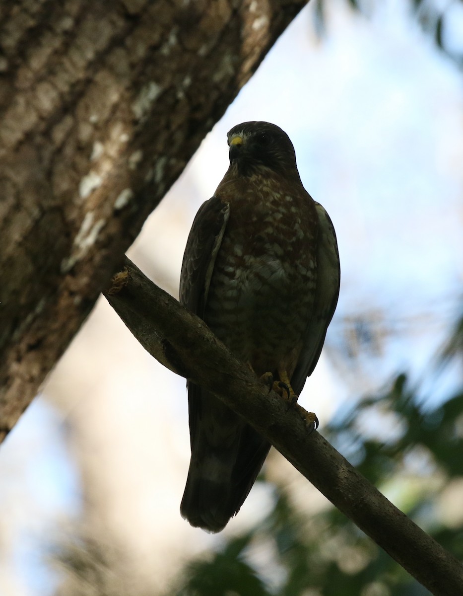 Broad-winged Hawk - ML614318306