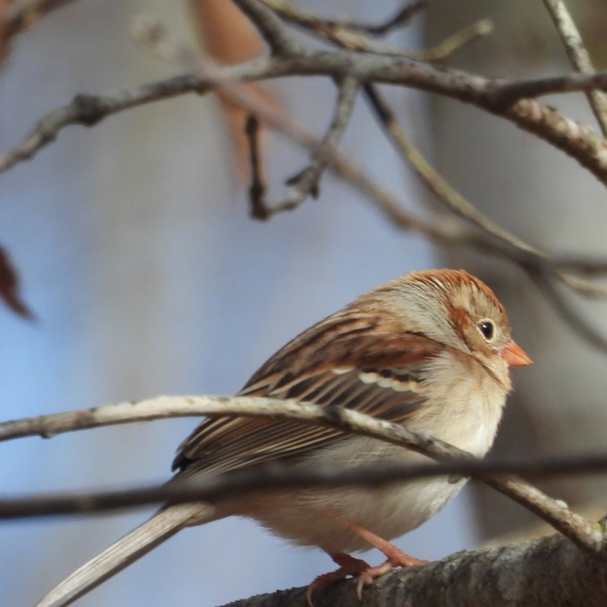 Field Sparrow - ML614318344