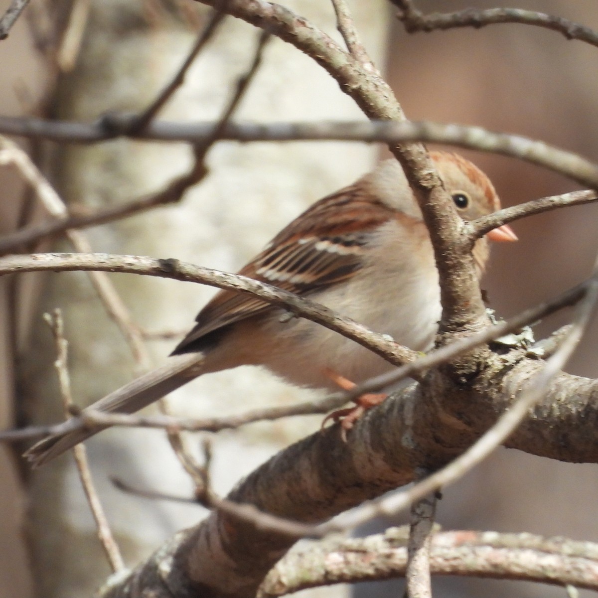 Field Sparrow - ML614318346