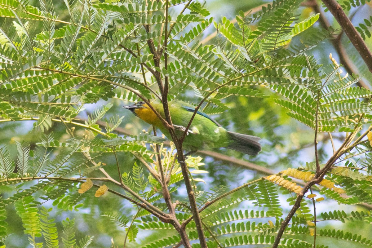 Yellow-throated Leafbird - ML614318356