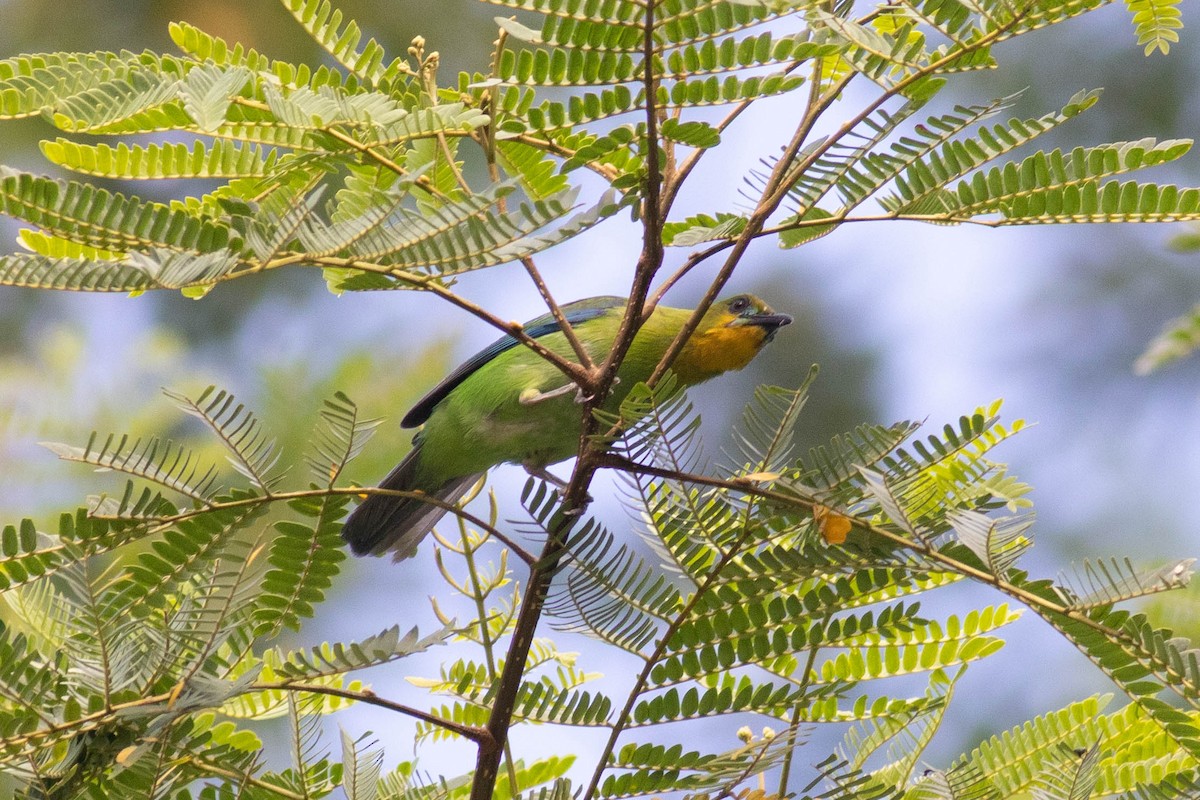 Yellow-throated Leafbird - ML614318357