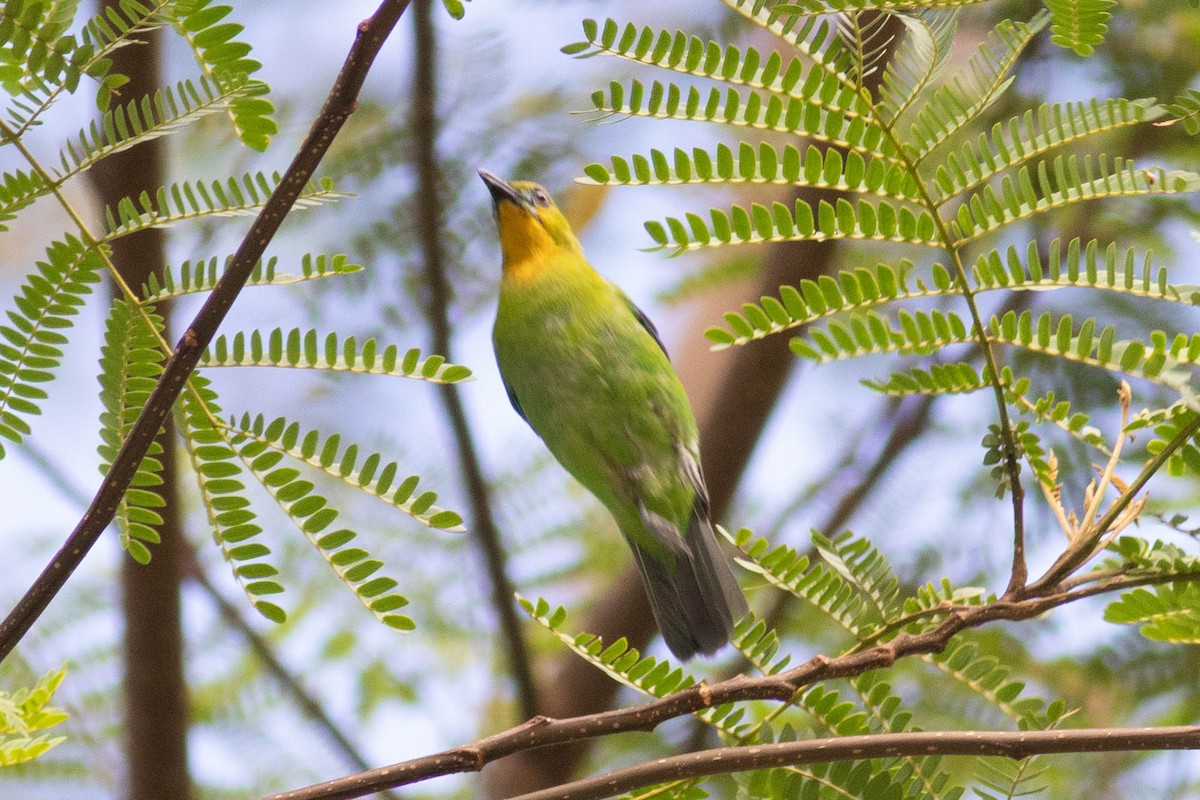 Yellow-throated Leafbird - ML614318360