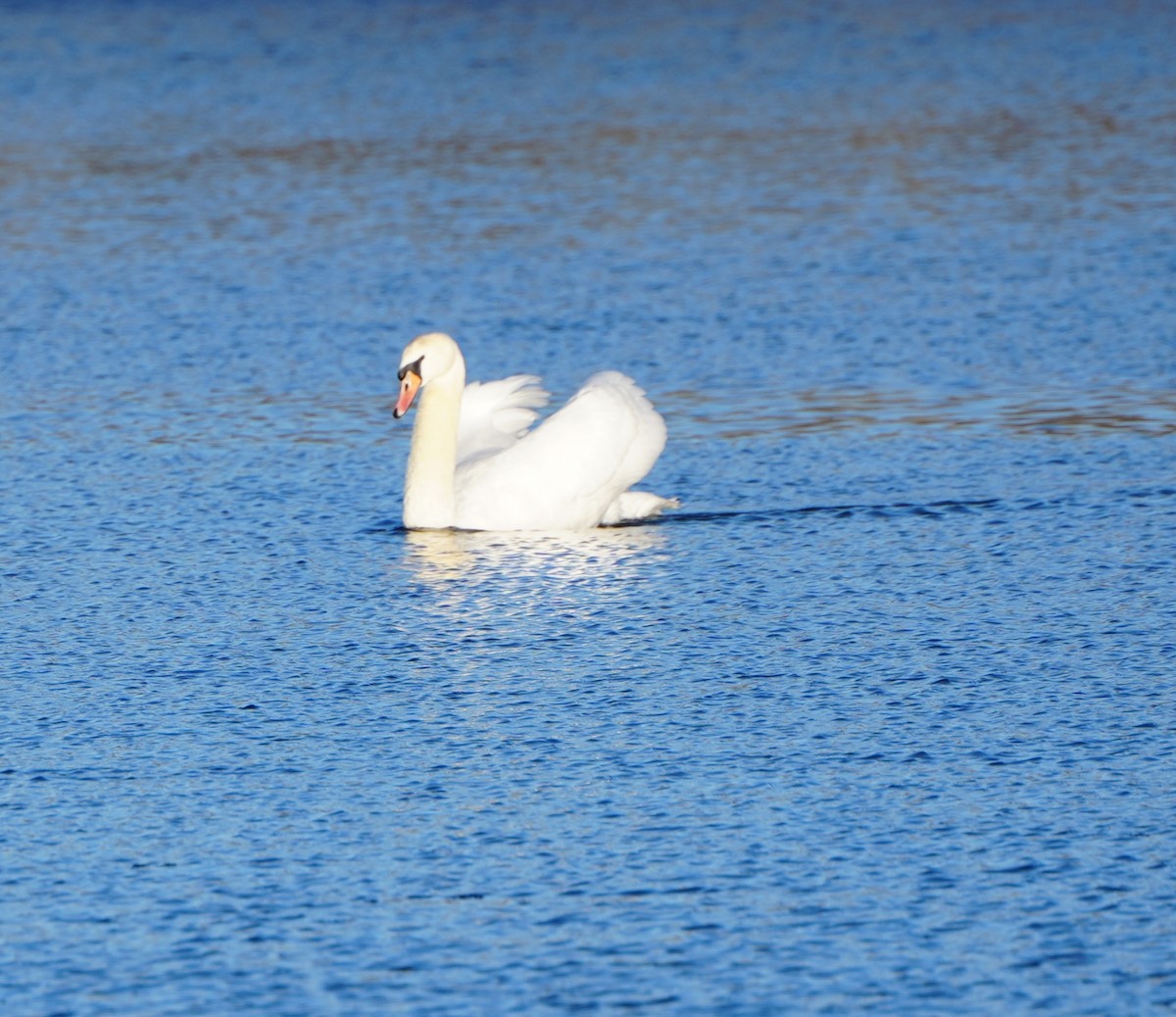 Mute Swan - ML614318401