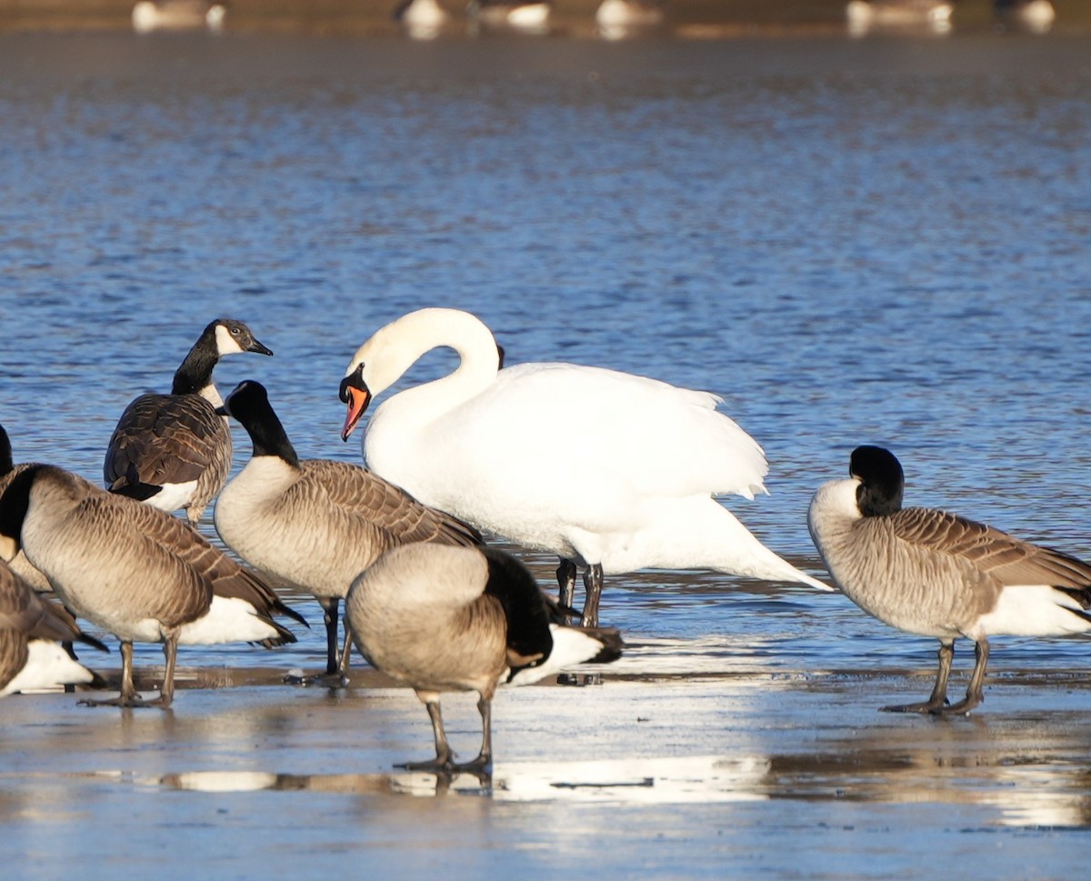 Mute Swan - ML614318402