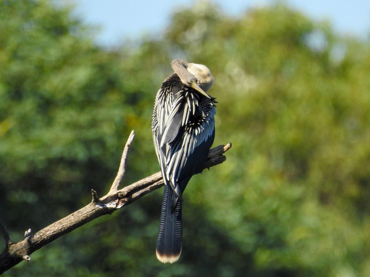 Amerika-Schlangenhalsvogel - ML614318432