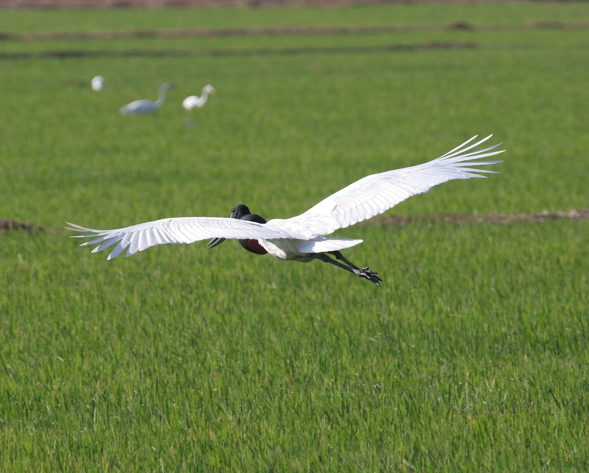 čáp jabiru - ML614318445