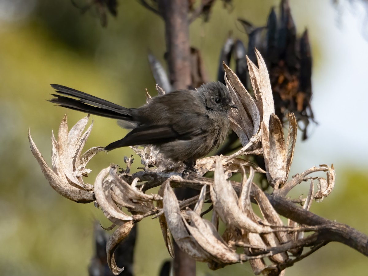 New Zealand Fantail - ML614318509