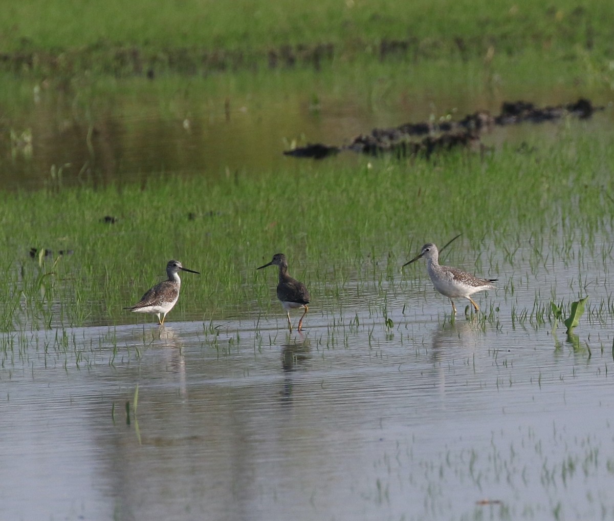 Greater Yellowlegs - ML614318542