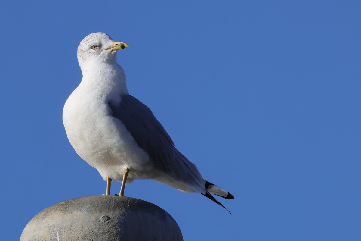 Ring-billed Gull - ML614318567