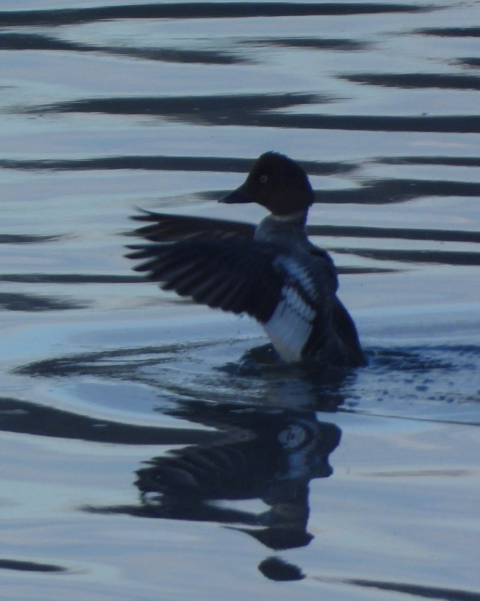 Common Goldeneye - ML614318583