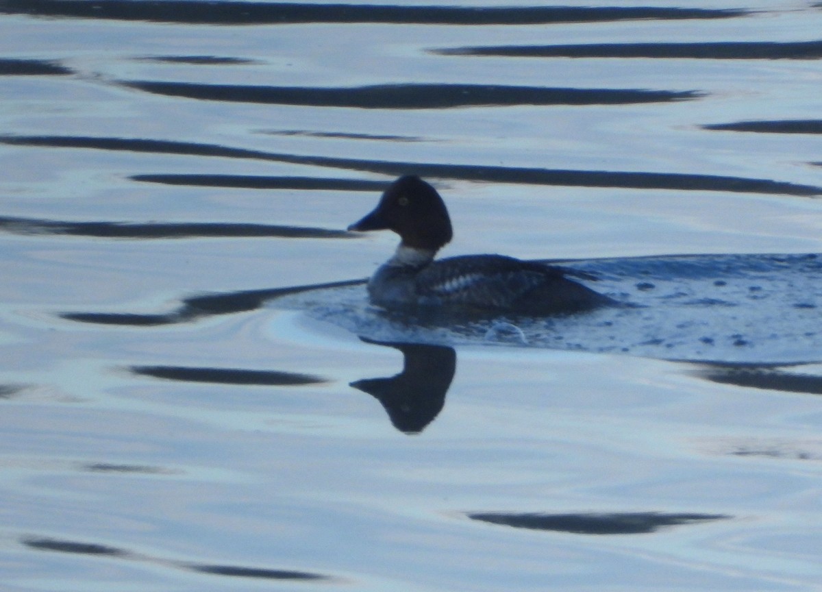 Common Goldeneye - ML614318584