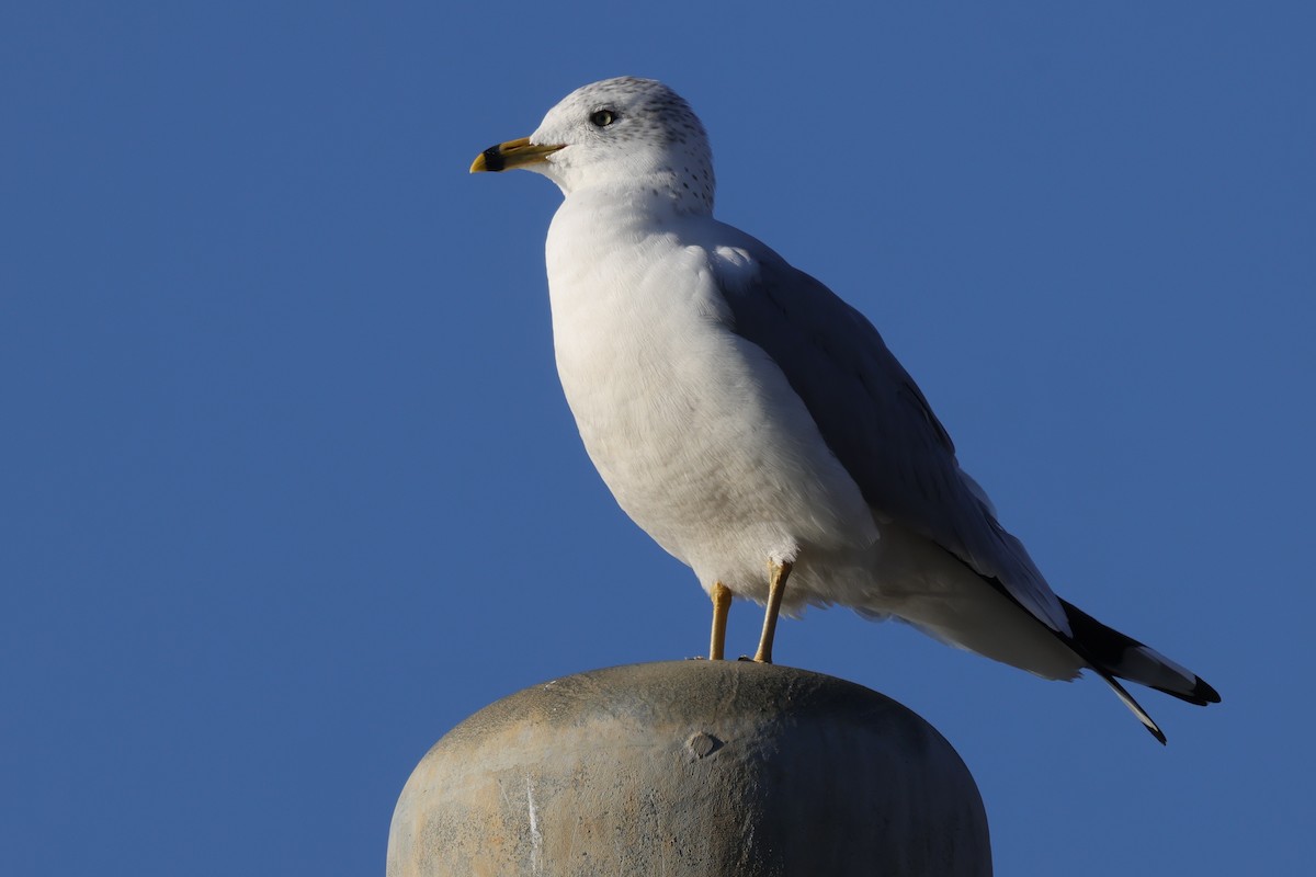 Ring-billed Gull - ML614318591