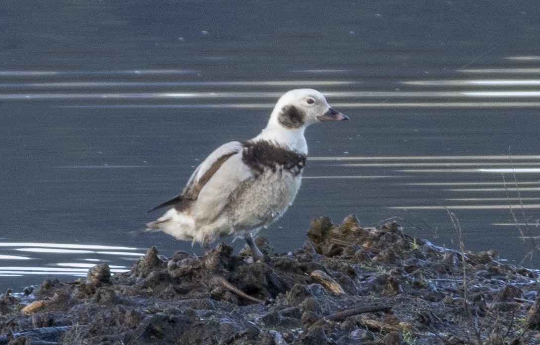 Long-tailed Duck - David Sexton