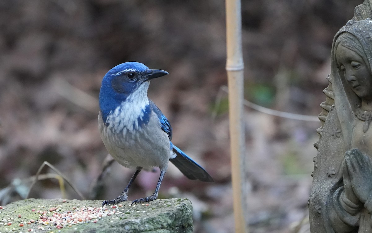 California Scrub-Jay - ML614318679