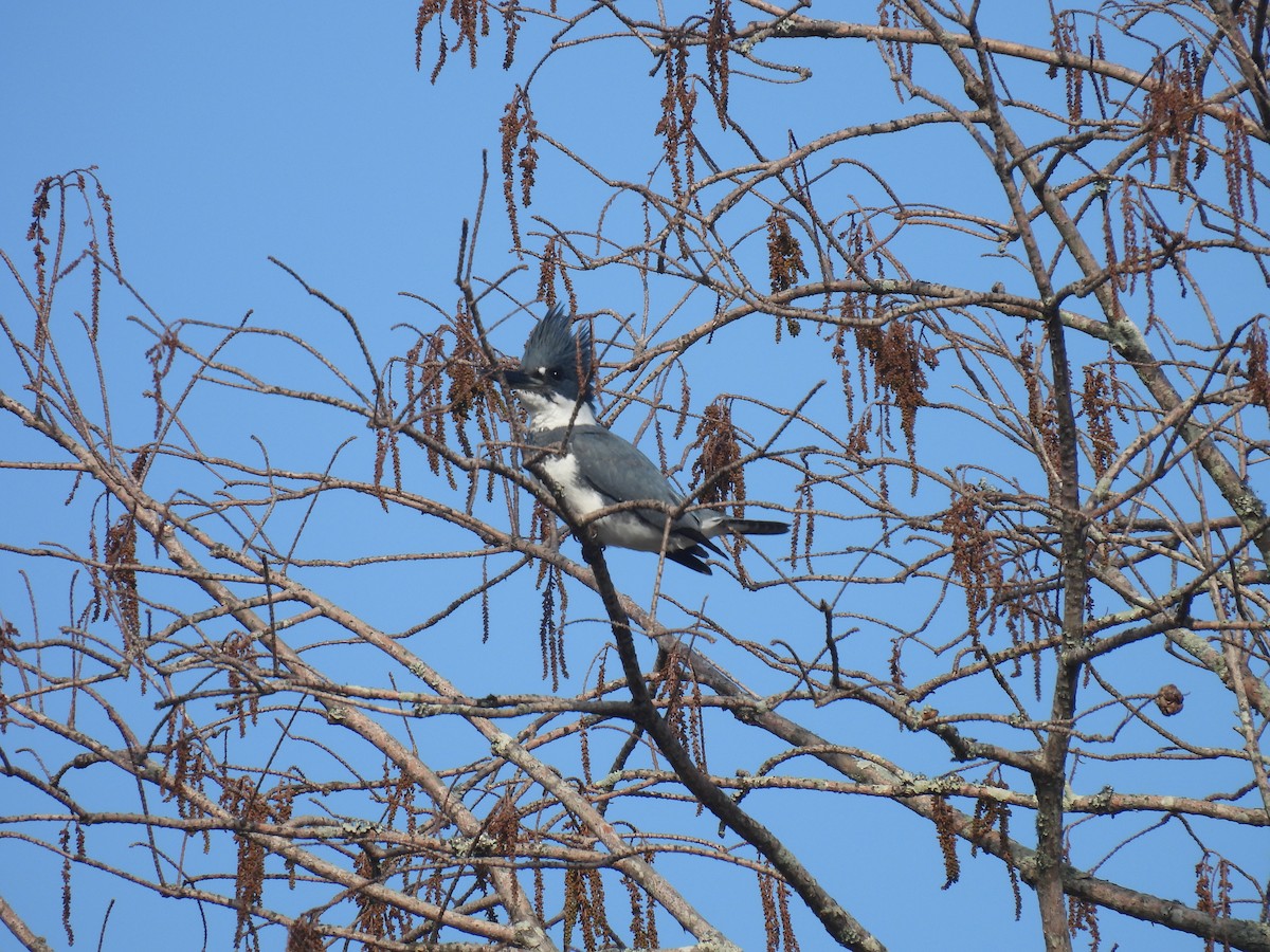Belted Kingfisher - Cynthia Nickerson