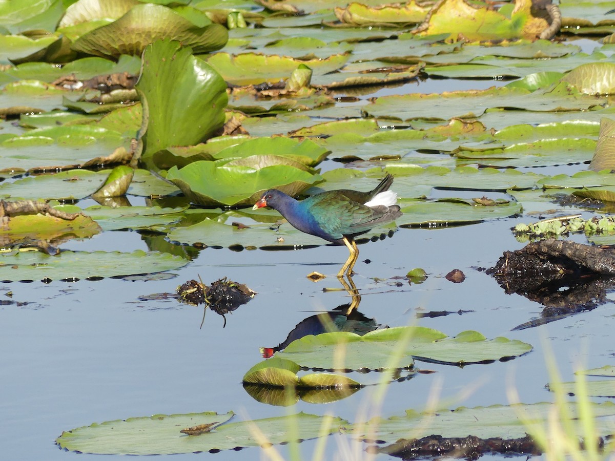 Purple Gallinule - ML614318774