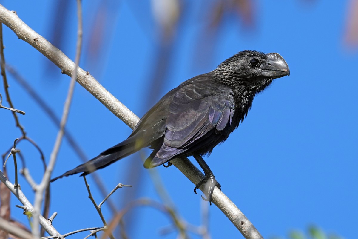 Ebird checklist 21 jan 2024 excellence el carmen resort 24 species
