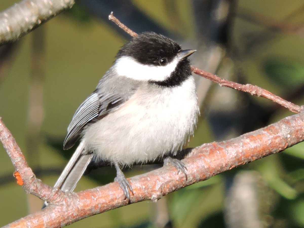 Black-capped Chickadee - ML614318787