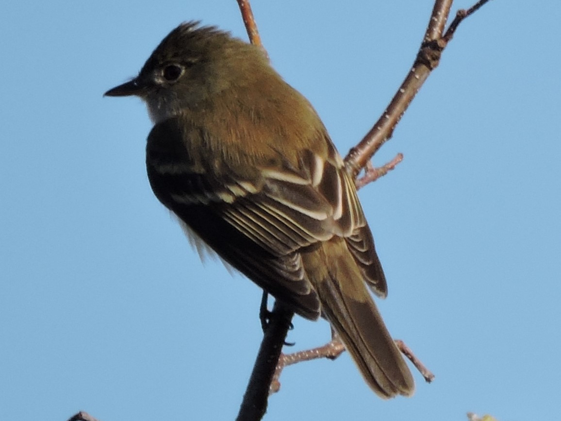 Alder Flycatcher - ML614318791