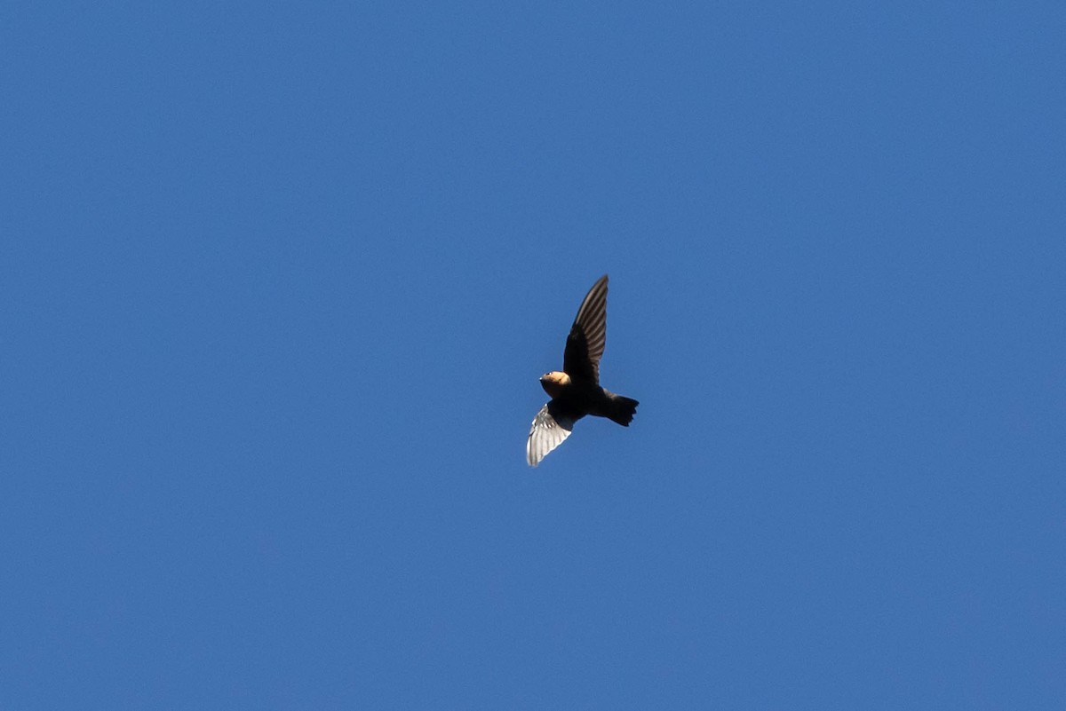 Chestnut-collared Swift - ML614318796