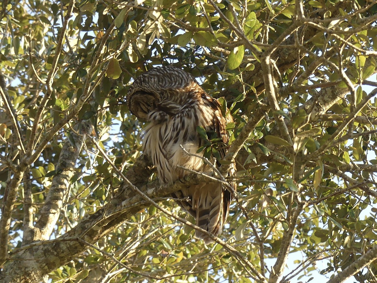 Barred Owl - ML614318800