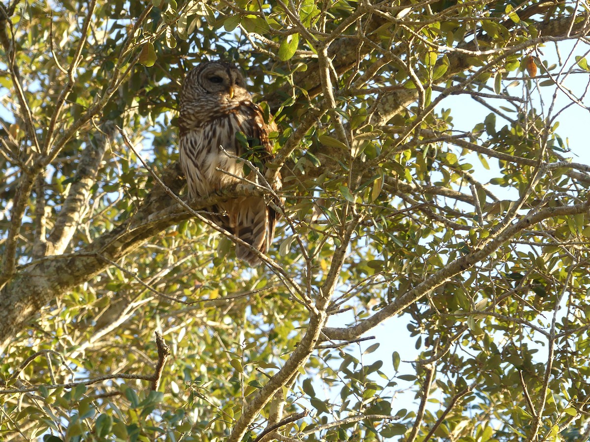 Barred Owl - ML614318801