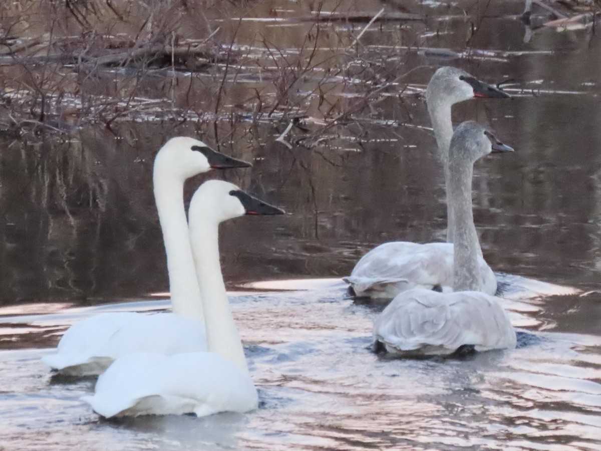 Cygne trompette - ML614318807