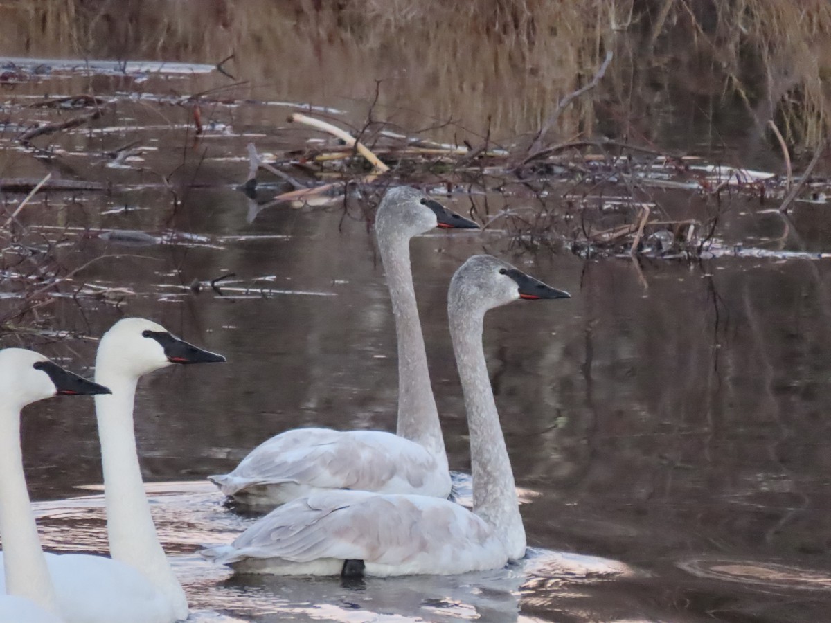 Cygne trompette - ML614318808