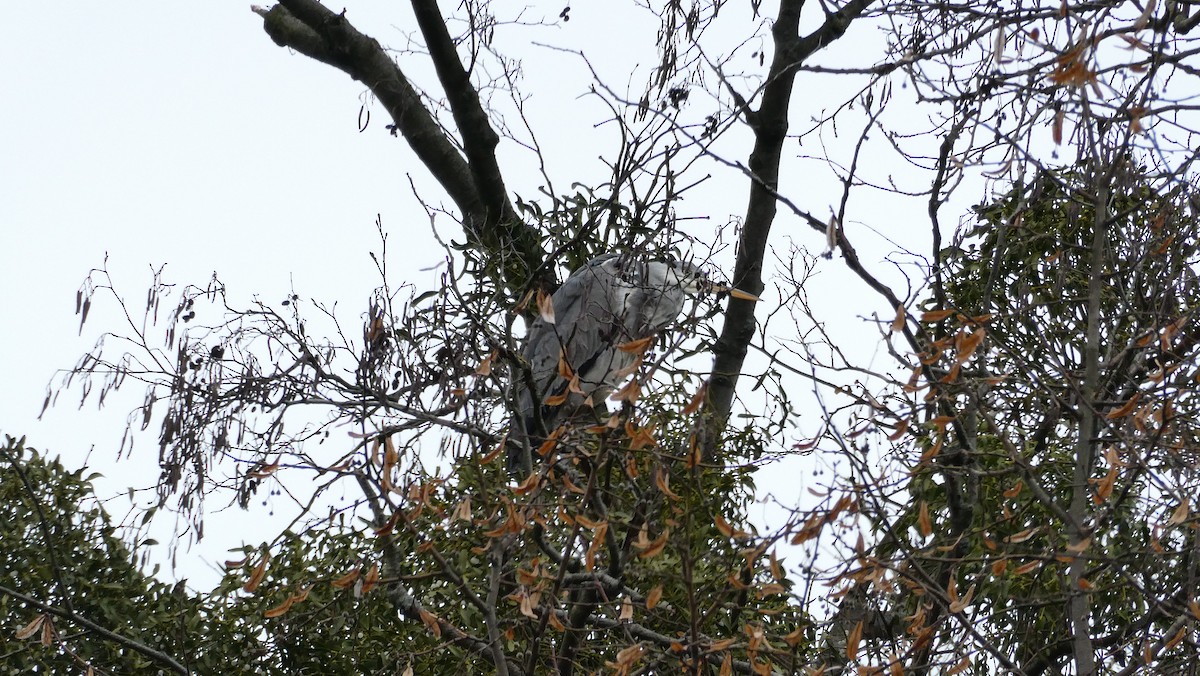 Gray Heron - Bartłomiej Walkowski