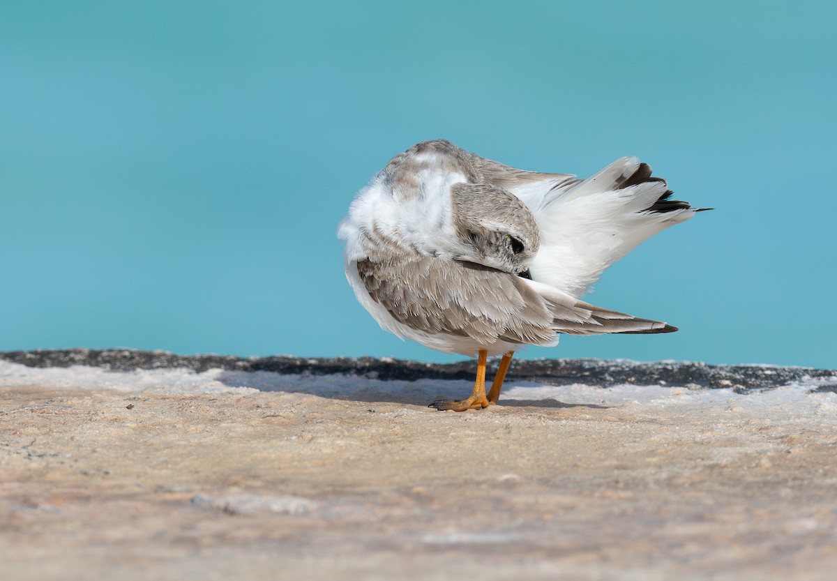 Piping Plover - ML614318852