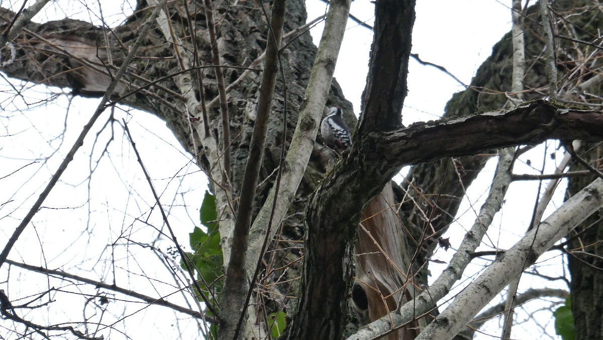 Middle Spotted Woodpecker - Bartłomiej Walkowski